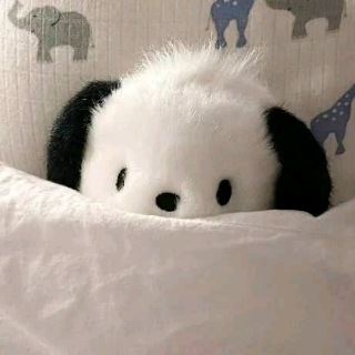 治愈狗狗