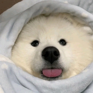 桃妖