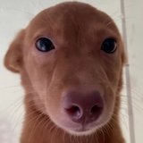 桃妖