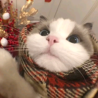 桃妖