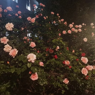 桃妖