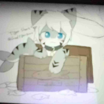 猫鲨哥