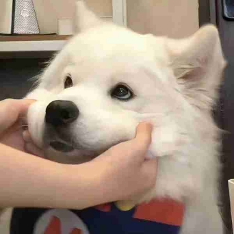 桃妖