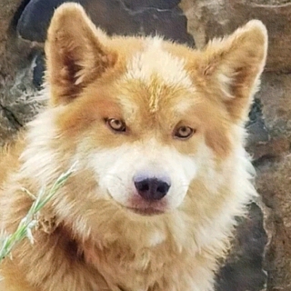 桃妖