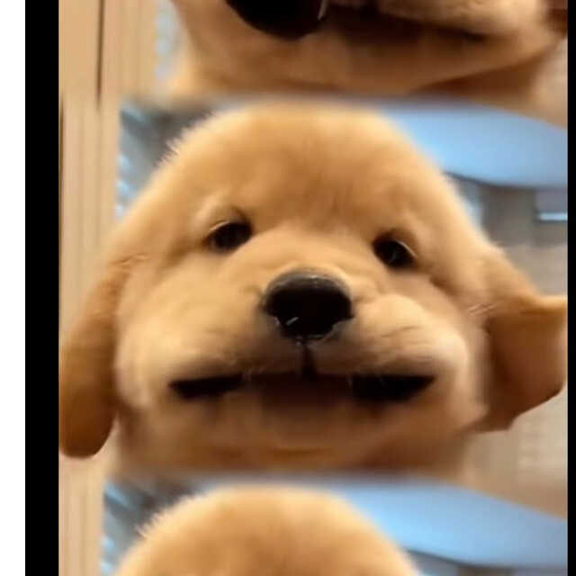桃妖