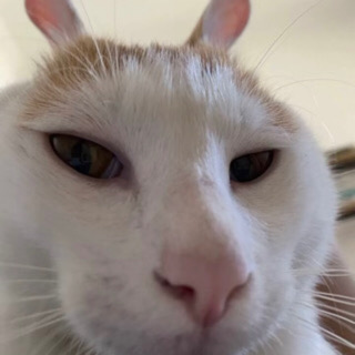 桃妖
