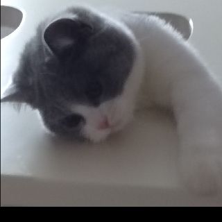 耿耿
