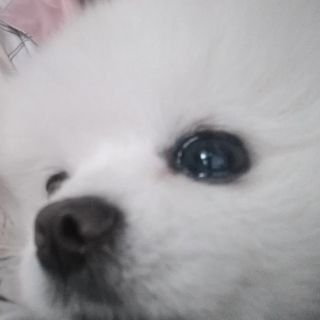 桃妖