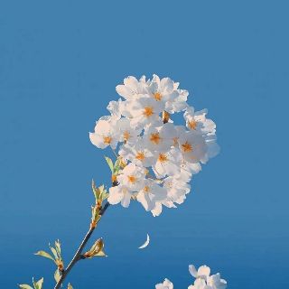 林黛玉倒拔垂杨柳