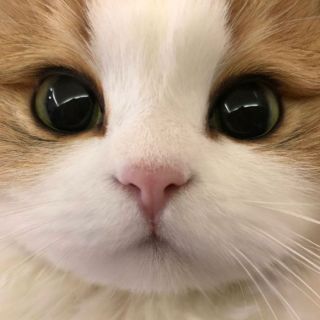 喵桑