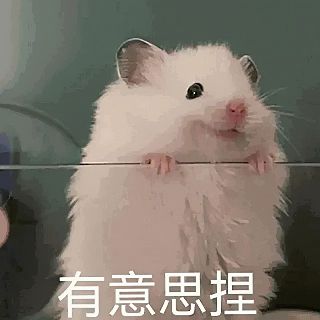 锦鲤的哈基米