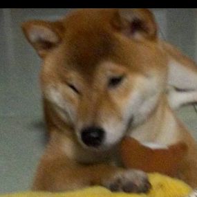 桃妖