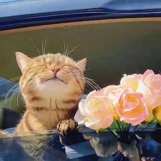 桃妖