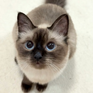 行