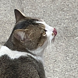 桃妖