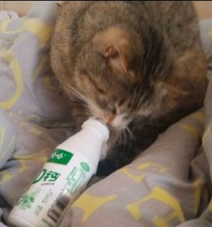 桃妖